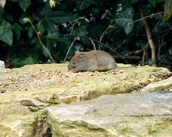 vole